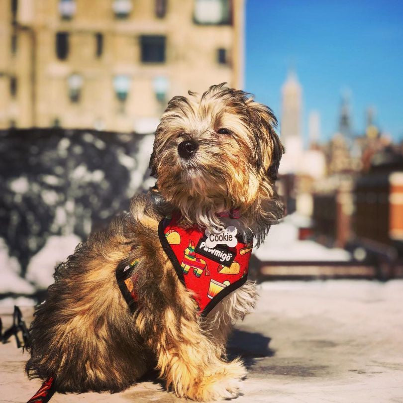 Taco Tuesday Reversible Harness