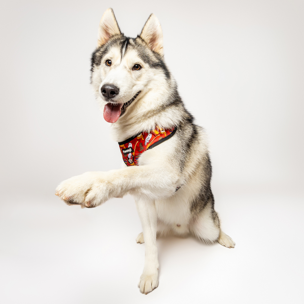 Pawgwarts Everyday Adjustable No-Pull Dog Harness