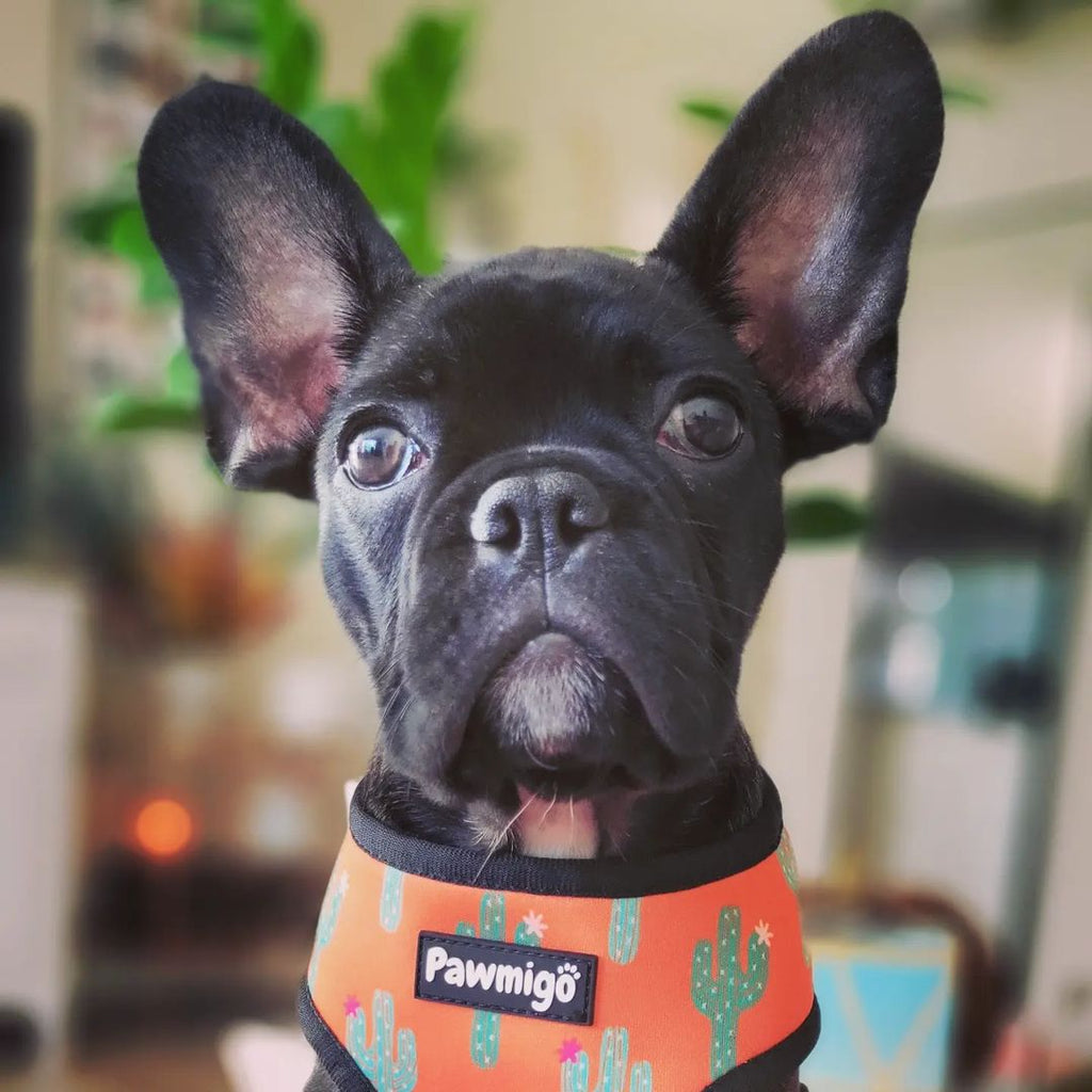 Succa For You Reversible Harness