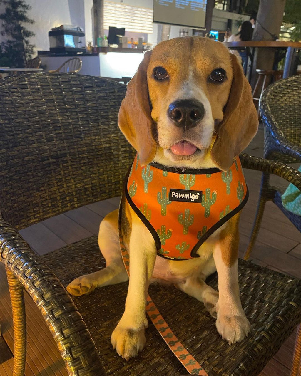 Succa For You Leash Kit