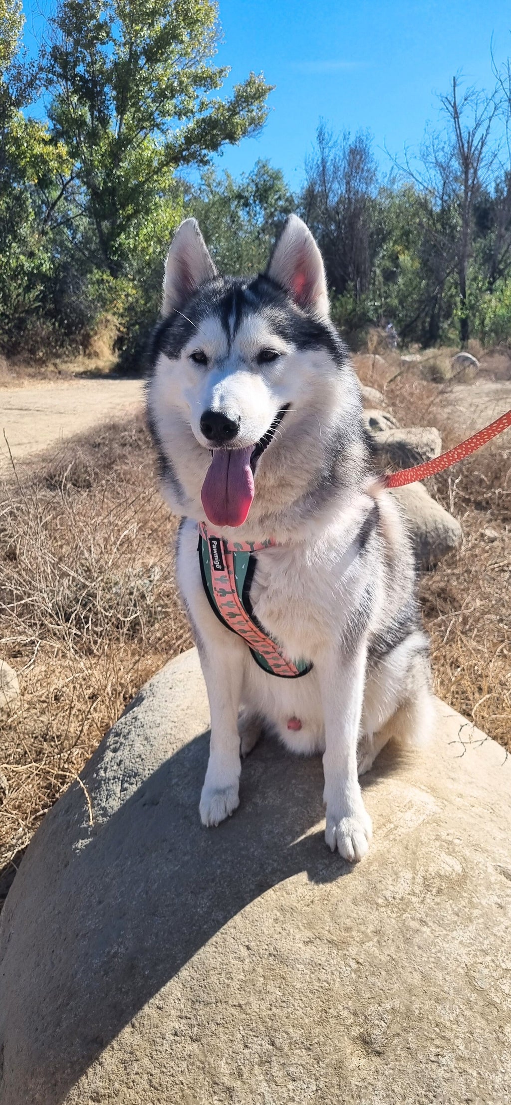 Succa For You X-Fit Harness